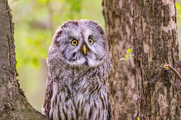 Great grey owl (Strix nebulosa) on a blurry summer greenery. Cute baby owl. Copy space. Concepts of wisdom, funny pet, amulet, summer time, vacation, circadian rhythms, vision, biological illustration