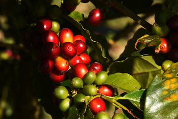 Coffee beans ripening on a tree             