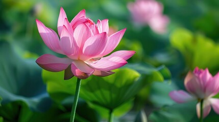 Obraz premium Beautiful pink lotus flower in the pond