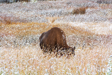 Winter Majesty: Bison Herd in Snowy Lamar Valley