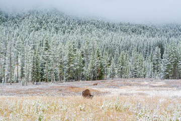 Winter Majesty: Bison Herd in Snowy Lamar Valley