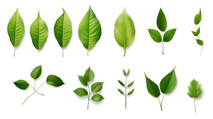 Obraz premium Set of green leaves isolated on white background. Generative Ai