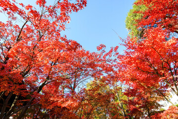 境内の豪華な紅葉たち。

松本市の町中を流れる美しい清流、女鳥羽川。
その畔にある信州有数の古社、四柱（よはしら）神社。
境内は市民に広く公開されていて、24時間誰でも無料で拝観、撮影等できる。
美しい長野の中核都市、松本市を歩く。
日本国長野県松本市 - 2021年11月7日。
