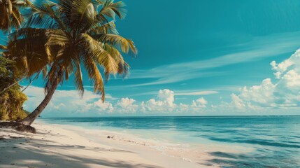 Fototapeta premium sand beach with palm trees in the sculpted caribbean island. White clouds on blue sky