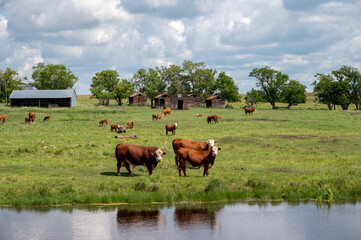 Fototapeta premium Cattle pasture on a picturesque day in rural Alberta, Canada