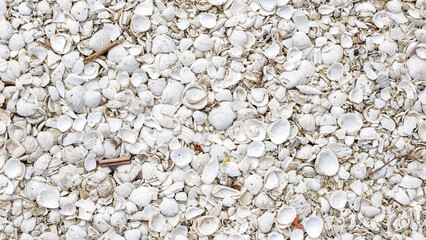 Close-up of a beautiful collection of assorted seashells on sandy beach with serene ocean background