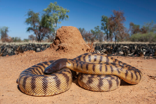 Australian Black-headed Python in Western Australian Habitat
