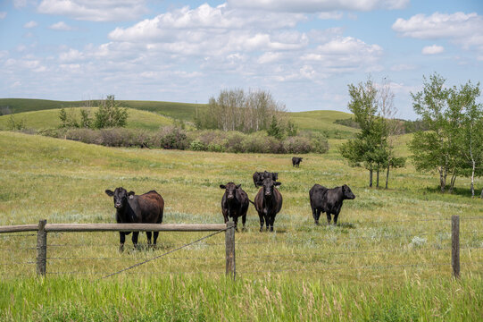 Cattle in a hilly, green pasture in Alberta.