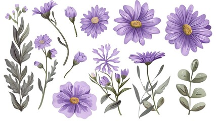 Fototapeta premium Set of Daisy Purple Flower Isolated Floral and Leaves Clipart