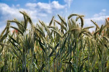 Close-up shot of wheat field under blue sky with clouds