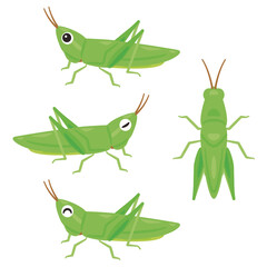 ショウリョウバッタセット