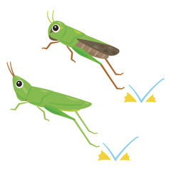 ジャンプするバッタ