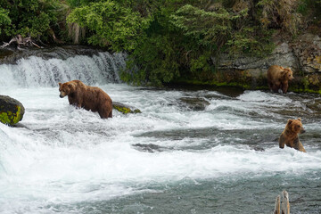 brown bear in water