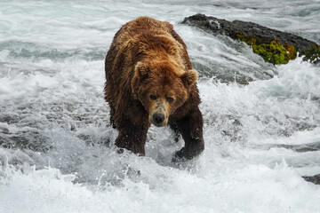 brown bear in the river