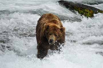 Big Grizzly Bear