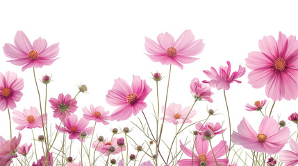 Smmer sky with pink fresh cosmos flowers, retro toned isolated on a transparent background