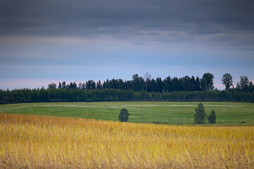 Obraz premium Beautiful summer crop field landscape with trees in distance. Natural rural scenery of Latvia.