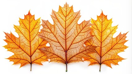 Fototapeta premium Vibrant orange and yellow autumn Canadian oak leaves with intricate veins and delicate edges on a crisp white isolated background.