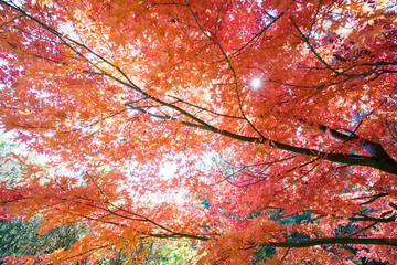 美しい真っ赤に色づく紅葉。

松本市郊外にあるアルプス公園。
標高800mほどの丘の頂上にあり、展望台からは松本市街地を含む安曇野の盆地、北アルプスの山脈の連なりが一望できる。
壮大なパノラマである。
美しい長野の中核都市、松本市を歩く。
日本国長野県松本市 - 2021年11月7日。
