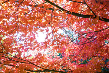 美しい真っ赤に色づく紅葉。

松本市郊外にあるアルプス公園。
標高800mほどの丘の頂上にあり、展望台からは松本市街地を含む安曇野の盆地、北アルプスの山脈の連なりが一望できる。
壮大なパノラマである。
美しい長野の中核都市、松本市を歩く。
日本国長野県松本市 - 2021年11月7日。

