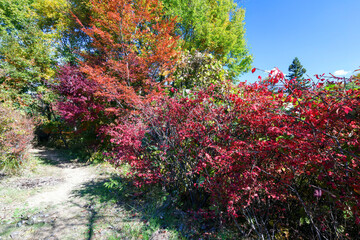 美しい真っ赤に色づく紅葉。

松本市郊外にあるアルプス公園。
標高800mほどの丘の頂上にあり、展望台からは松本市街地を含む安曇野の盆地、北アルプスの山脈の連なりが一望できる。
壮大なパノラマである。
美しい長野の中核都市、松本市を歩く。
日本国長野県松本市 - 2021年11月7日。
