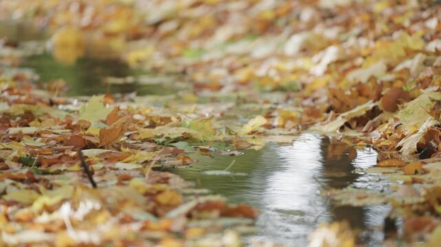 Slow-motion, clA shallow stream blanketed by fallen autumn leaves, with more leaves covering the banks. The scene epitomizes the tranquil beauty of fall.