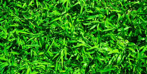 Obraz premium Green grass background, wallpaper