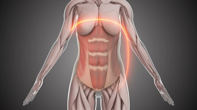 Female abdominal fat lose animation