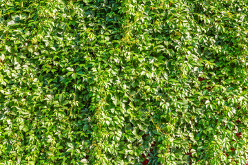 Obraz premium Green leaves wall background. Nature of green leaf in garden at summer. Natural green leaves plants using as spring background cover page environment ecology