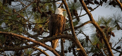 Bald Eagles of Alabama