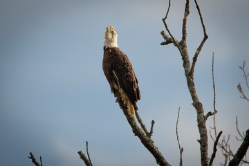 Bald Eagles of Alabama