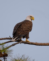 Bald Eagles of Alabama