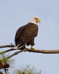 Bald Eagles of Alabama