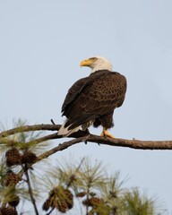 Bald Eagles of Alabama