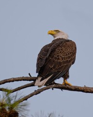 Bald Eagles of Alabama