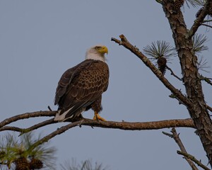 Bald Eagles of Alabama