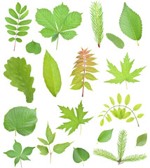 Set of green leaves isolated