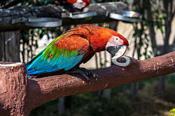 Colorful Red,Blue Makaw bird sitting on a branch of tree in Jungle Safari zoo in Kevadia, Gujrat, India