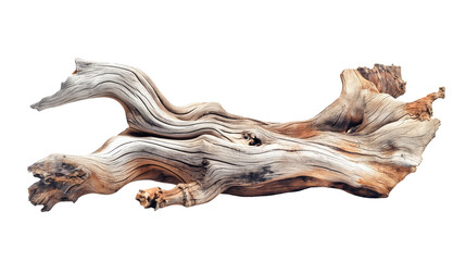 Obraz premium Dried dead tree trunk. Weathered driftwood cut out