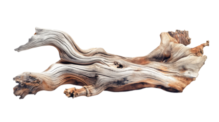 Dried dead tree trunk. Weathered driftwood cut out