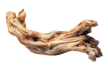 Dried dead tree trunk. Weathered driftwood cut out