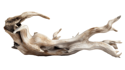 Dried dead tree trunk. Weathered driftwood cut out