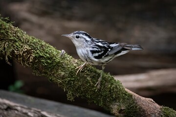 Black and White Warbler