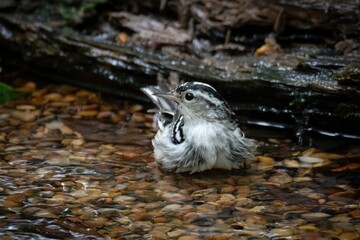 Black and White Warbler