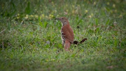 Brown Thrasher