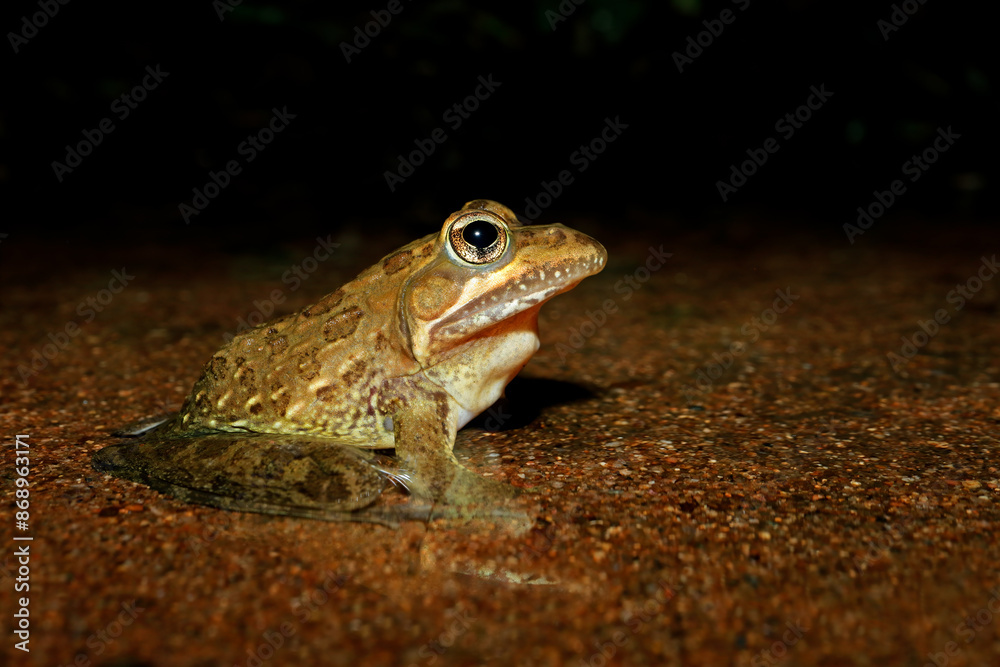 Wall mural A common or Angola river frog (Amietia angolensis) sitting in natural habitat, South Africa.