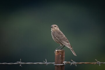 Brown Headed Cow Bird
