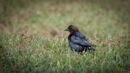 Obraz premium Brown Headed Cow Bird