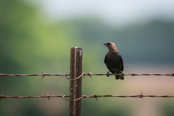 Brown Headed Cow Bird