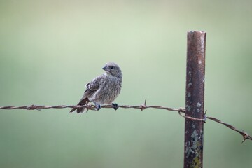 Brown Headed Cow Bird